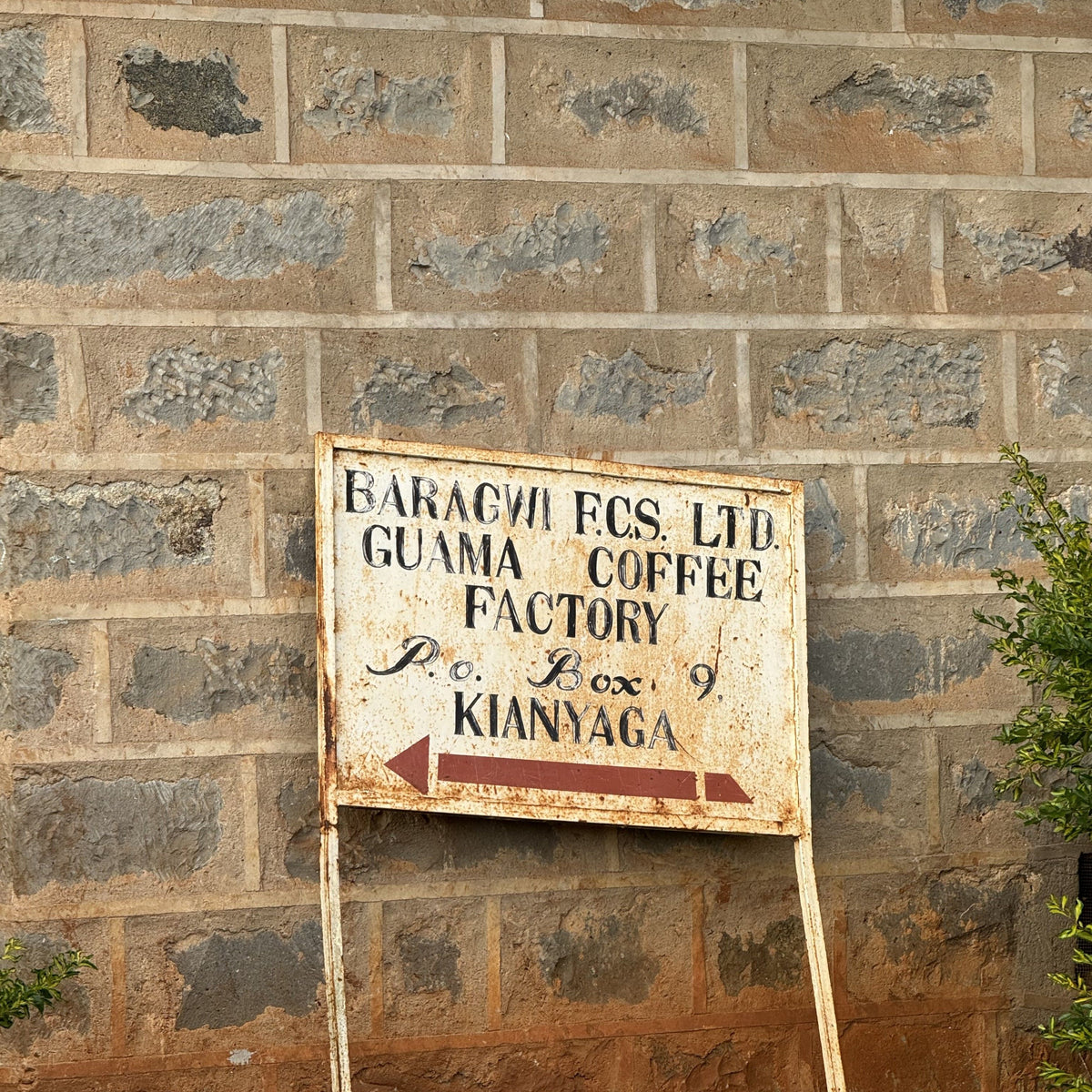 KENYA Guama Factory Washed