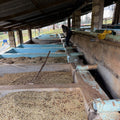 KENYA Guama Factory Washed