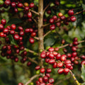 ETHIOPIA Morke Nigusse Gemeda Natural