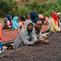 ETHIOPIA Morke Nigusse Gemeda Natural