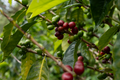 COLOMBIA La Fortuna Geisha Washed