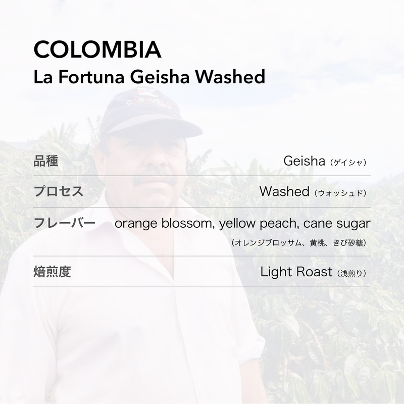 COLOMBIA La Fortuna Geisha Washed