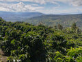 COLOMBIA La Fortuna Geisha Washed