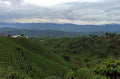 COLOMBIA La Fortuna Geisha Washed