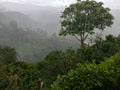 COLOMBIA La Fortuna Geisha Washed