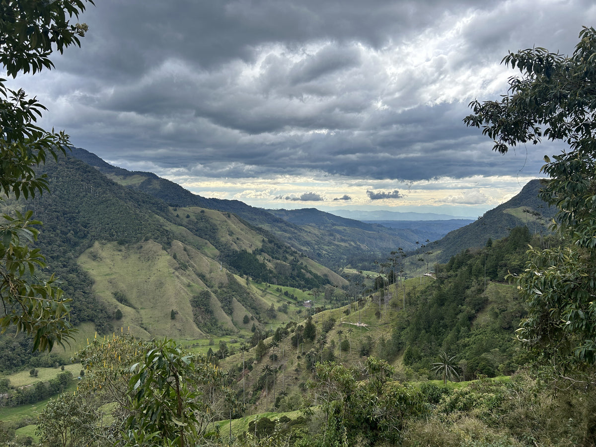 COLOMBIA Rio Atá Chiroso Washed